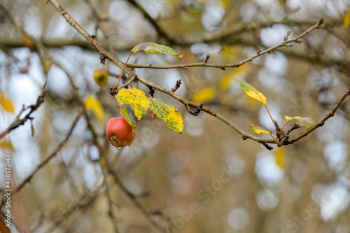 A lonely apple in autumn mood