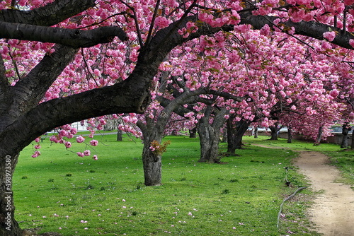 Cherry Blossom Trees