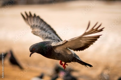 pigeon in flight © Мария Быкова