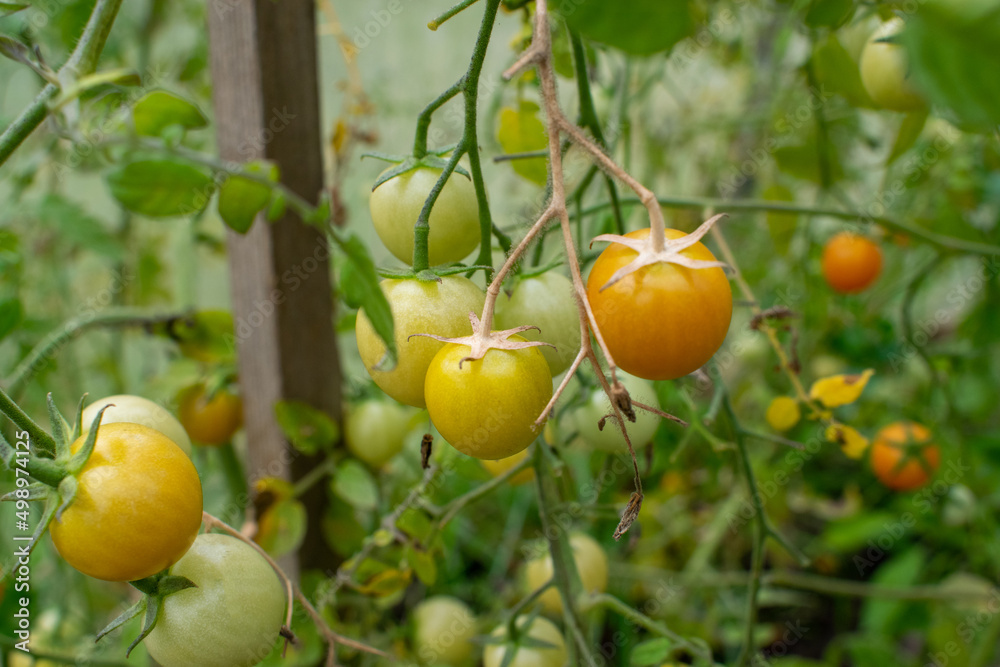 Macro photos of plants. Fresh tomato bush in greenhouse. Small cherry tomatoes in the greenhouse. Young yellow vegetable. Macro photos of plants. Fresh tomato bush in greenhouse. Small cherry tomatoes in the greenhouse. Young yellow vegetable.