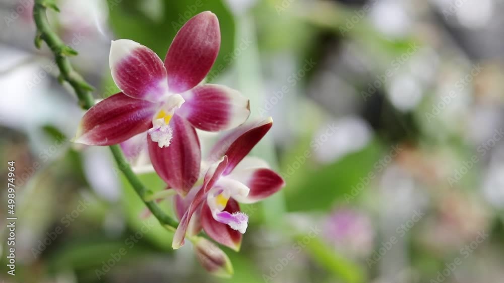 Close-up shot of beautiful orchids, the beauty of nature in a tropical garden. agricultural concept Orchids in Thailand. copy space Close-up shot of beautiful orchids, the beauty of nature in a tropical garden. agricultural concept Orchids in Thailand. copy space