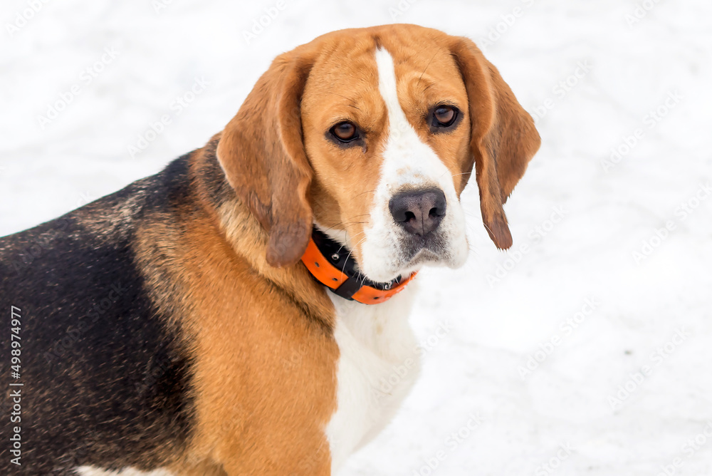 British hunting dog Beagle of a strong constitution of the hound class close-up on a winter walk.