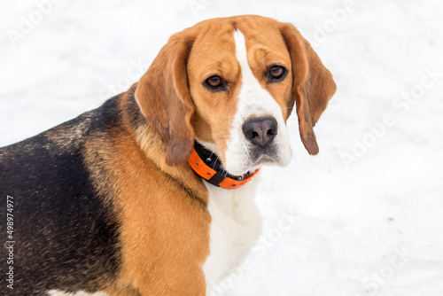 British hunting dog Beagle of a strong constitution of the hound class close-up on a winter walk.