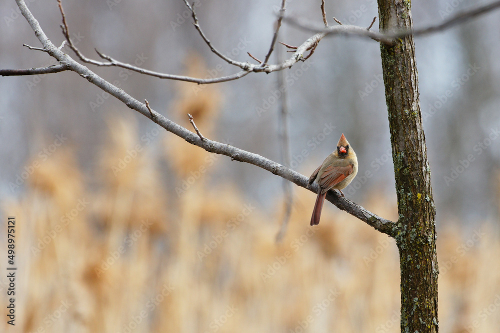Cardinal perched in a tree, swampland and spring weather Cardinal perched in a tree, swampland and spring weather
