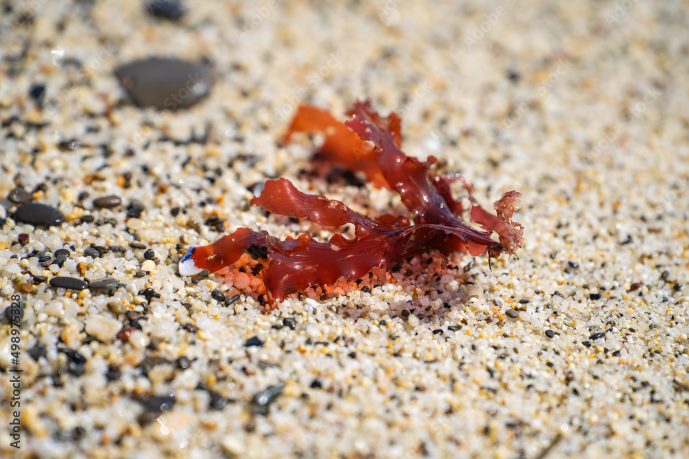 Fototapeta premium Red algae on the sandy shore at low tide. 