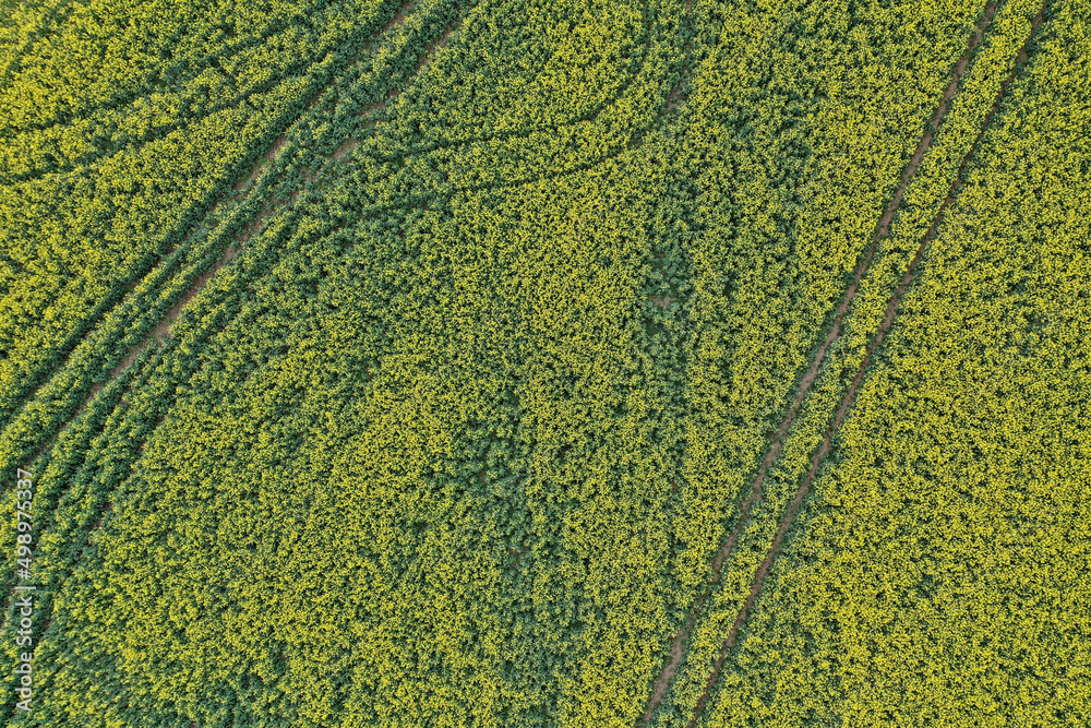 Swedish turnip field from above with tracks of mechanization