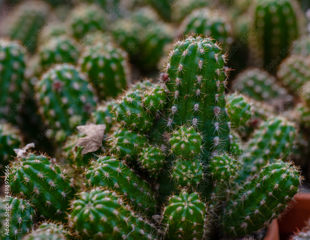 Big exotic cacti growing in the greenhouse Big exotic cacti growing in the greenhouse