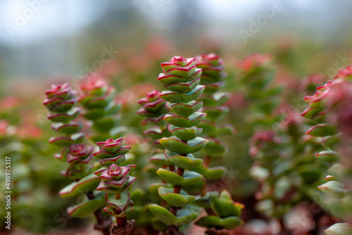 Succulent plants Crassula perforata also known as string of buttons. Native to South Africa. 