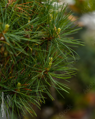 Close up big green pine branch in the coniferous forest