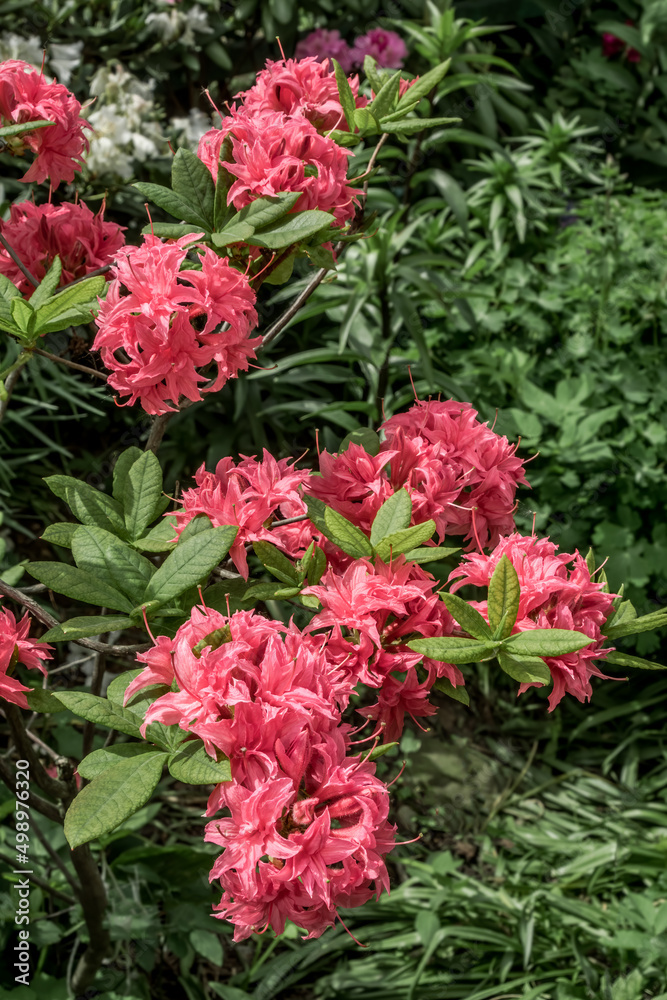 Rhododendron 'Homebush' (Rhododendron x kosterianum) in garden