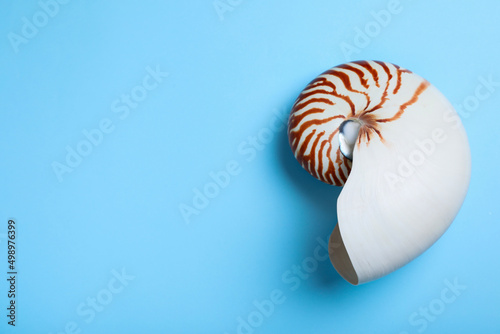 Nautilus shell on light blue background, top view. Space for text