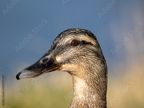 Portrait of female Mallard duck (Anas platyrhynchos)