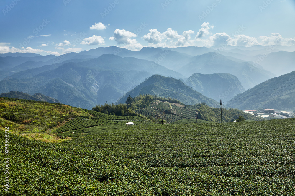 Landscape with tea plantation in Alishan mountain in Taiwan