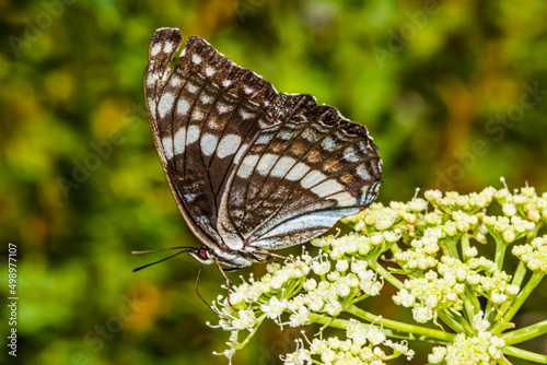 Weidemeyer's Admiral (Limenitis weidemeyerii) Feeding on Wild Celery (Apium graveolens) photo