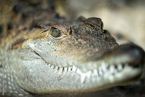 Nile Crocodile, Crocodylus niloticus, portrait, open jaws, crocodile farm, South Africa