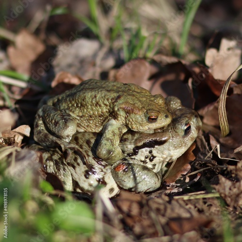 Rozmnażanie żab na wiosnę