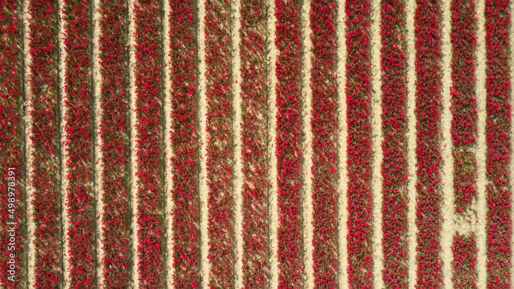 Red Tulips growing in a field during a spring day. Drone point of view from above.