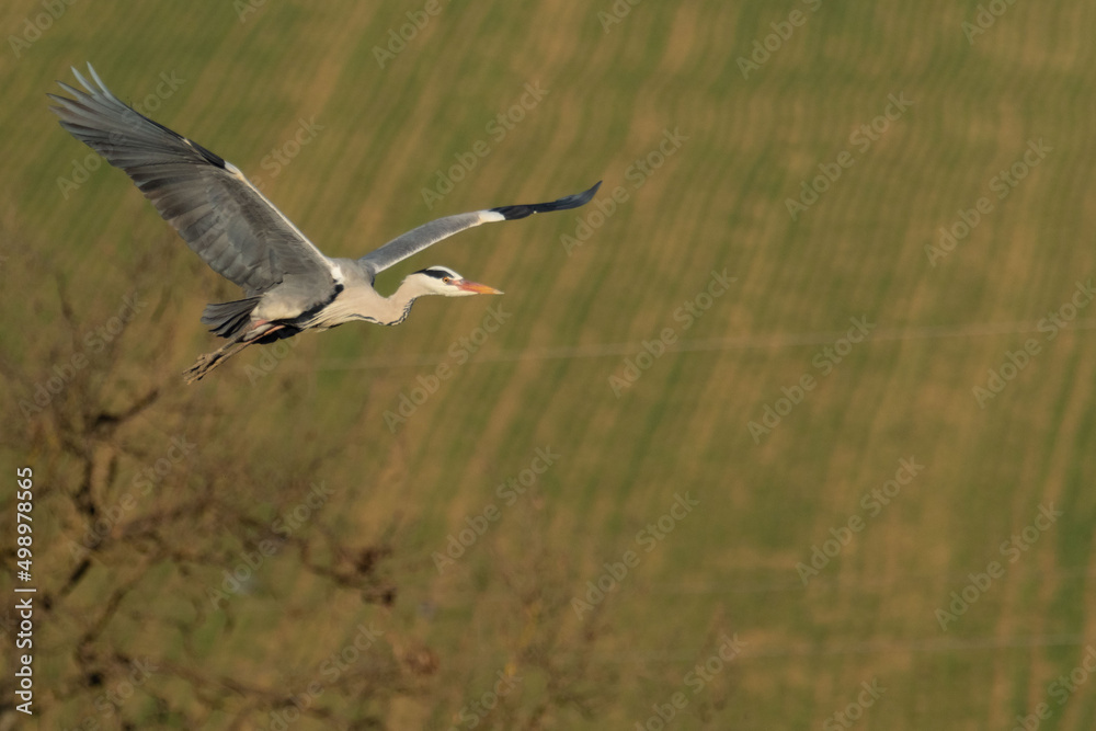 A grey heron (Ardea cinerea) in flight A grey heron (Ardea cinerea) in flight