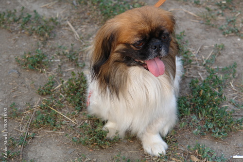 фотографія portrait of a pekingese dog