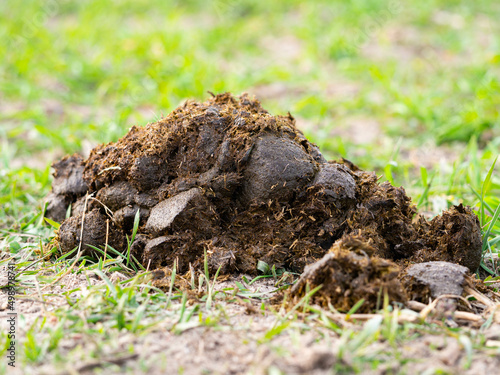 a horse dung heap. In close-up. On a field. Serves as fertilizer