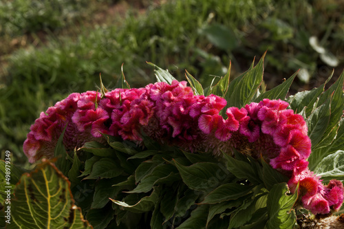 Cockscombs (Celosia cristata) in garden photo