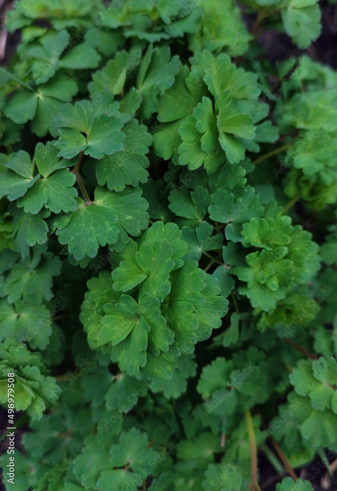 green leaves background green leaves background