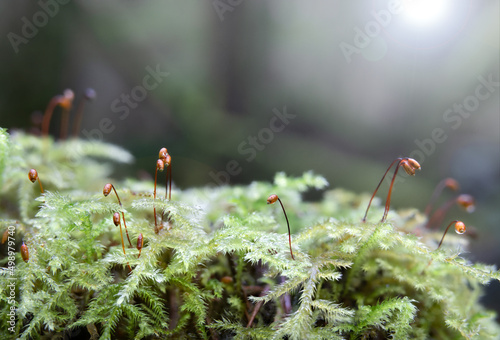 Macro of moos on forest ground with sunrays. Forest floor backdrop or understory vegetation background. Copper-wire moss growing on tree log in North Vancouver, Canada. Copy space. Selective focus. photo