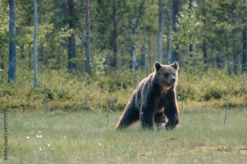 brown bear walking in the forest