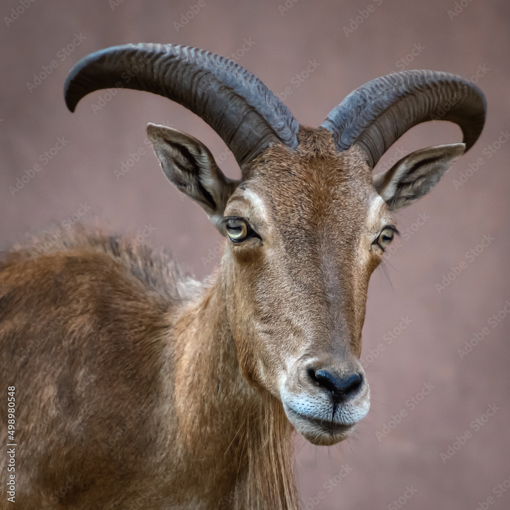 Barbary sheep head (Ammotragus lervia) Isolated on background.
