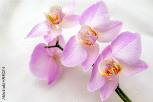 The branch of purple orchids on white fabric background 