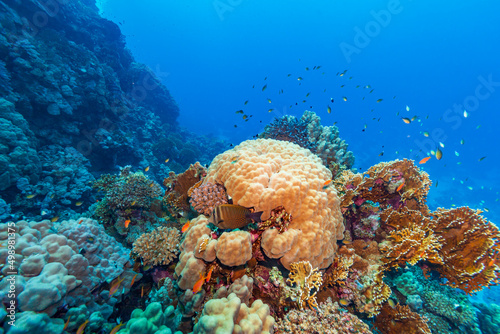 Beautiful tropical reef with blue background and small fishes.