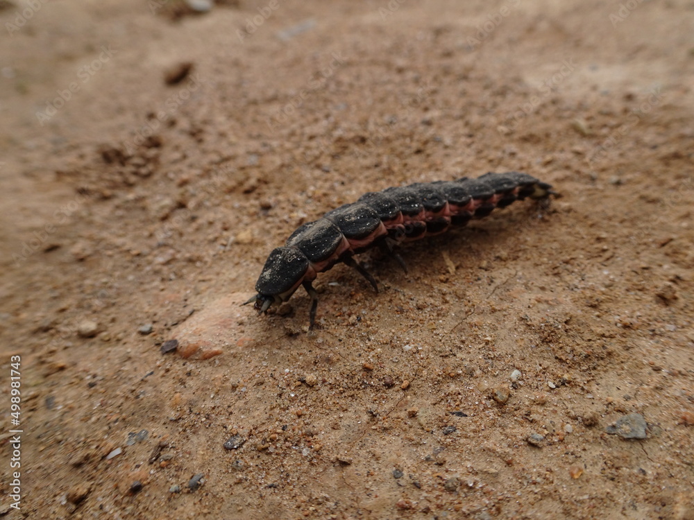 Lampyris Iberica, The Iberian Firefly Lampyris Iberica, The Iberian Firefly
