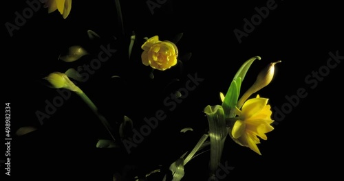 Time lapse beautiful blooming yellow narcissus flower, isolated on black background,  top-view 4K