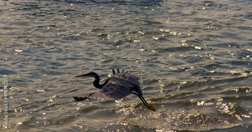 Western Reef-Heron (Egretta gularis), India, Malabar Coast, wintertime photo