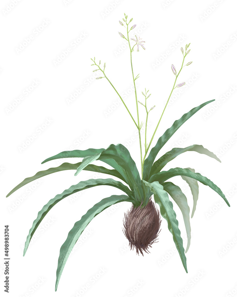 Fototapeta premium Soap Root Plant