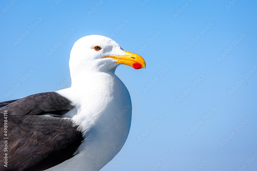 Portrait of a seagull against the blue sky.