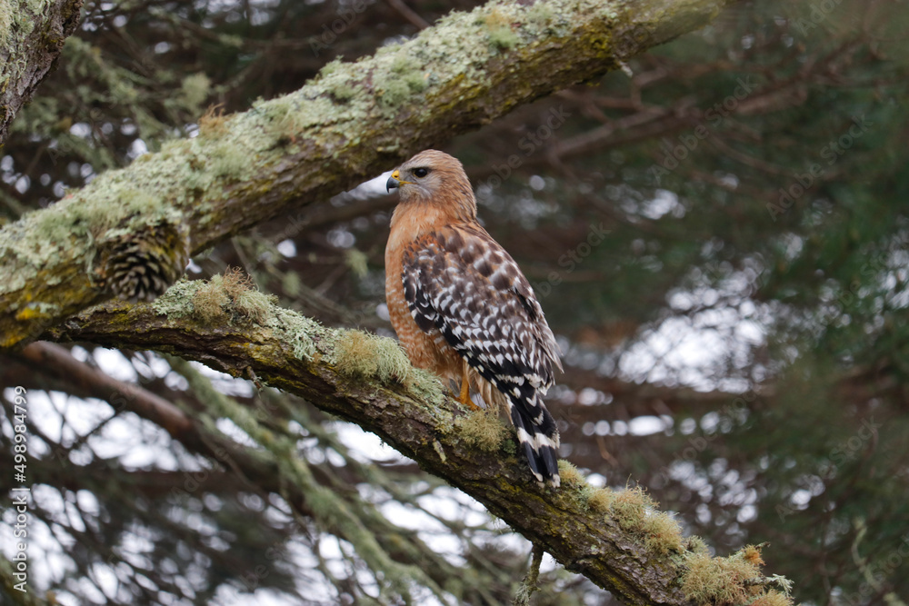 red tailed hawk