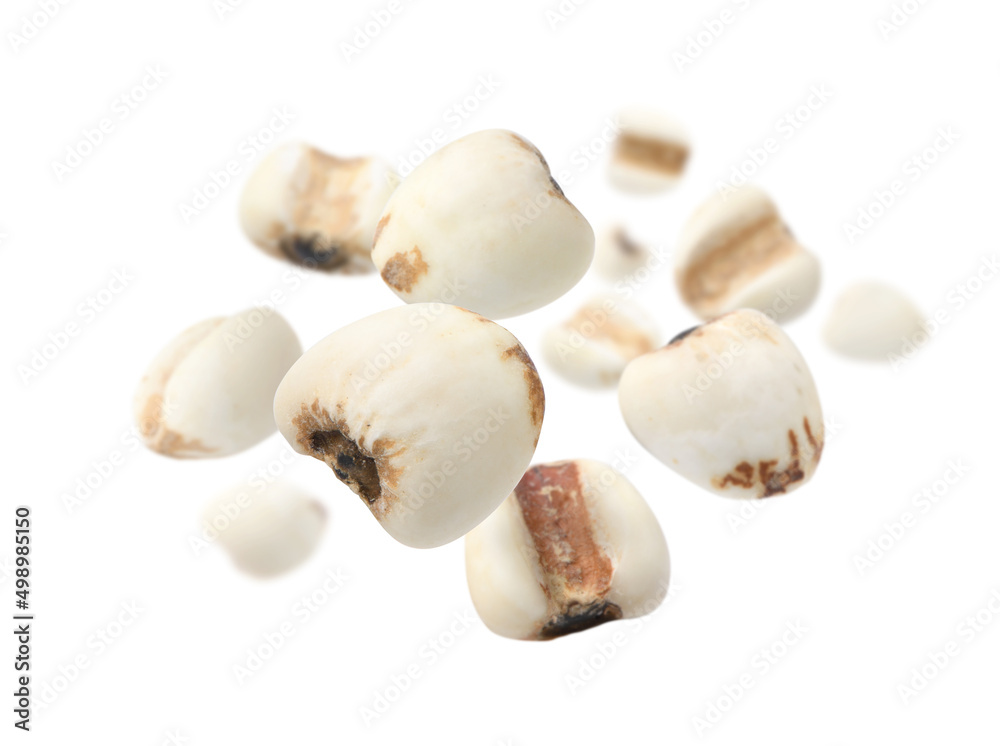 Job's tears ( Adlay millet) levitated isolated on white background. Job's tears ( Adlay millet) levitated isolated on white background.