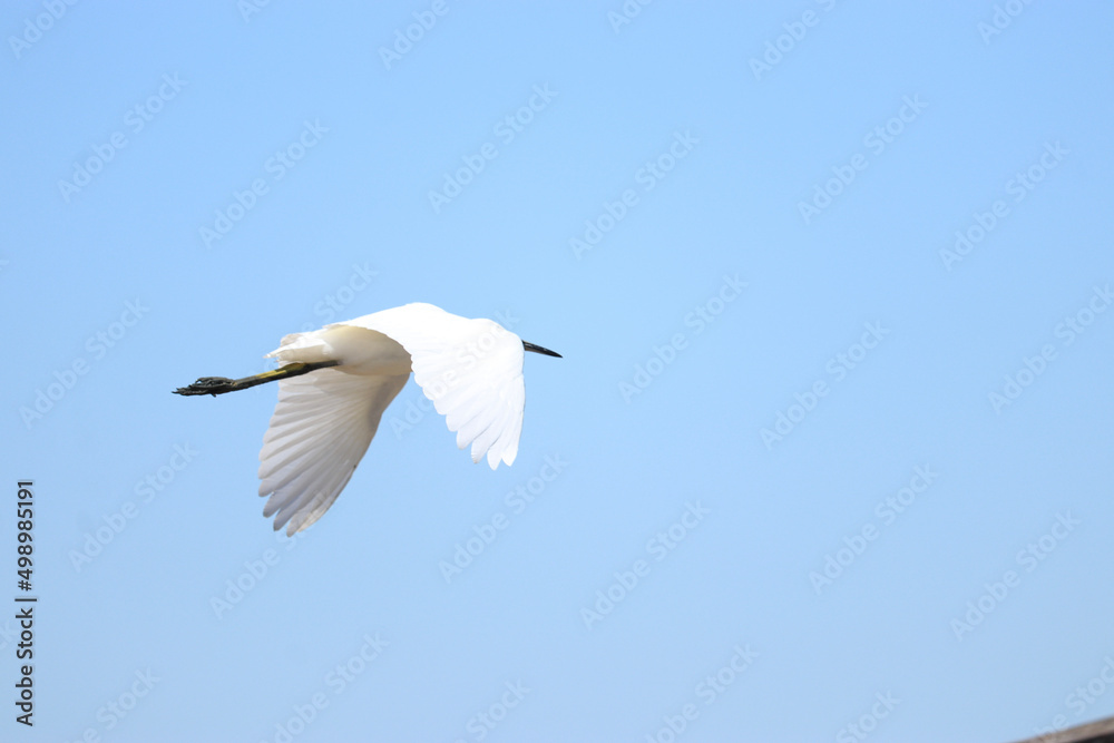 seagull in flight seagull in flight