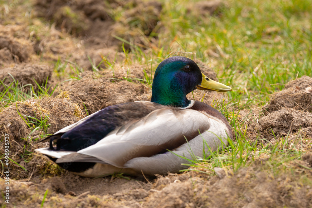 Duck in the park at spring time, Poland Duck in the park at spring time, Poland