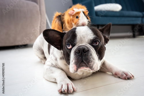 Fototapeta Naklejka Na Ścianę i Meble -  French bulldog at home playing with a guinea pig