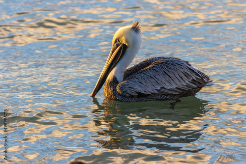 Primer plano de un pelícano pardo (Pelecanus occidentalis) flotando sobre un cuerpo de agua photo