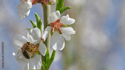 Bee sitting on almond blossom sucking nectar against blurred background