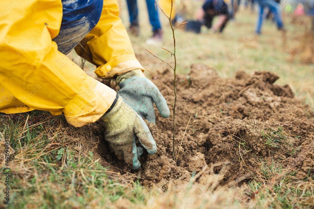 farmer working in the field.
A person planting a tree farmer working in the field.
A person planting a tree