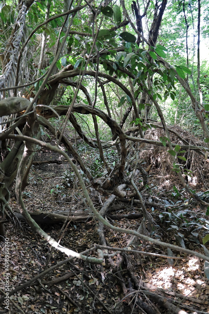 roots in the forest roots in the forest