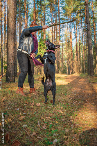 A girl plays with a thoroughbred labrator in the autumn forest.