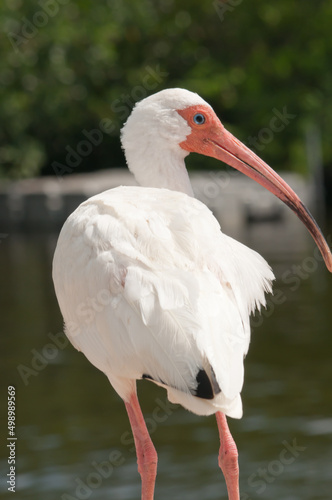back view, close distance of a white ibis seabird standing on a tropical marina dock watching people approaching 