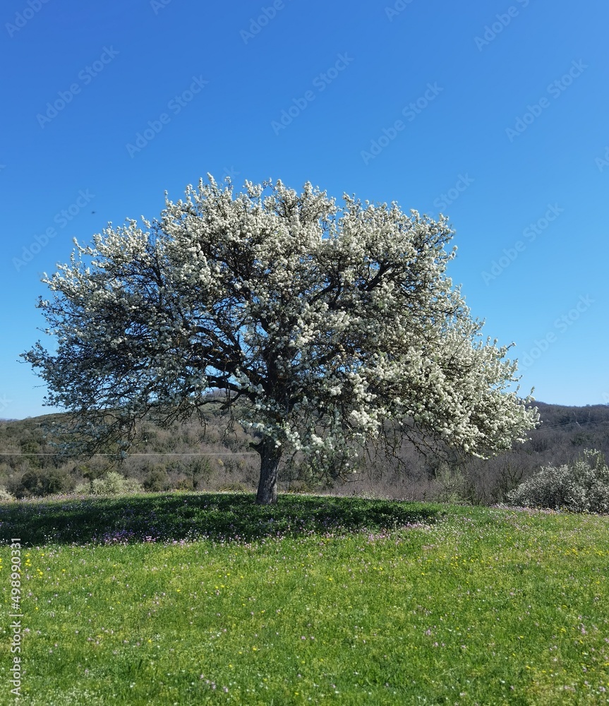 Naklejka premium tree with flowers in a green meadow during the spring