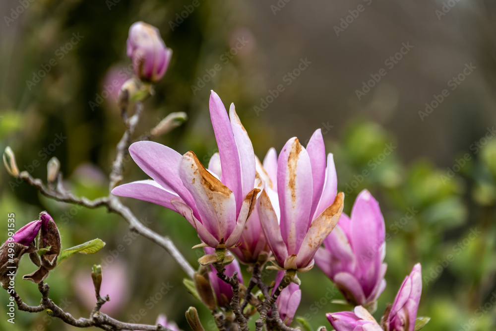 Różowe kwiaty na krzewie magnolii - obrazy, fototapety, plakaty 