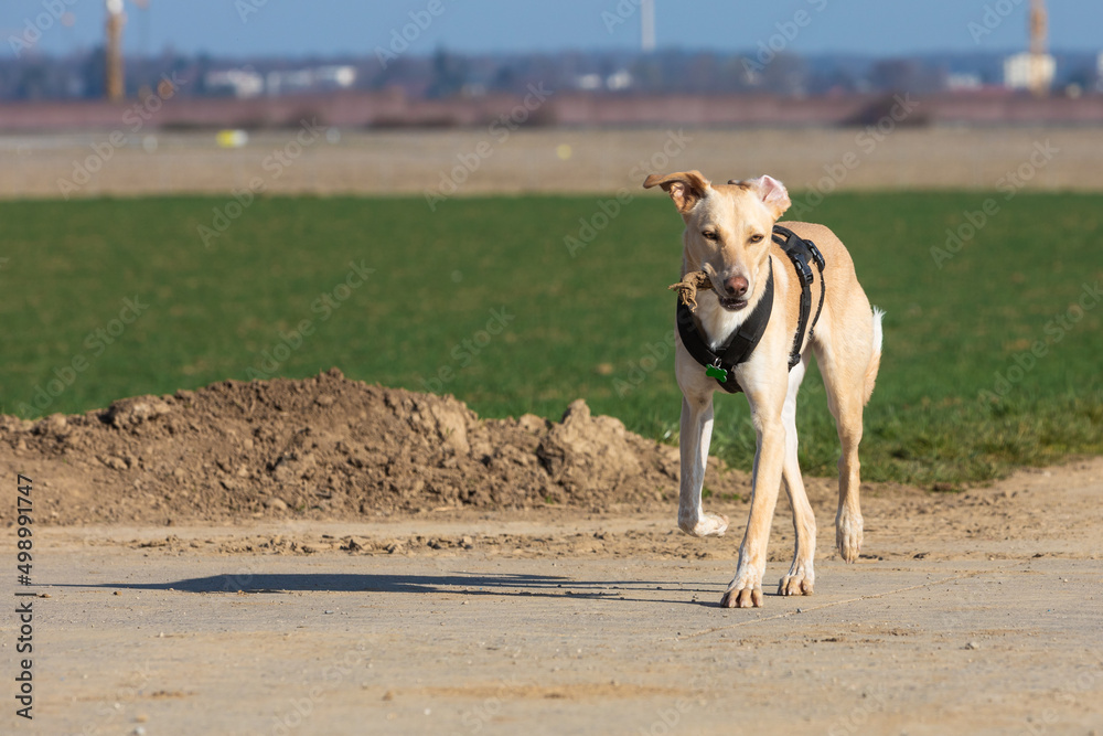 happy dog found a stick